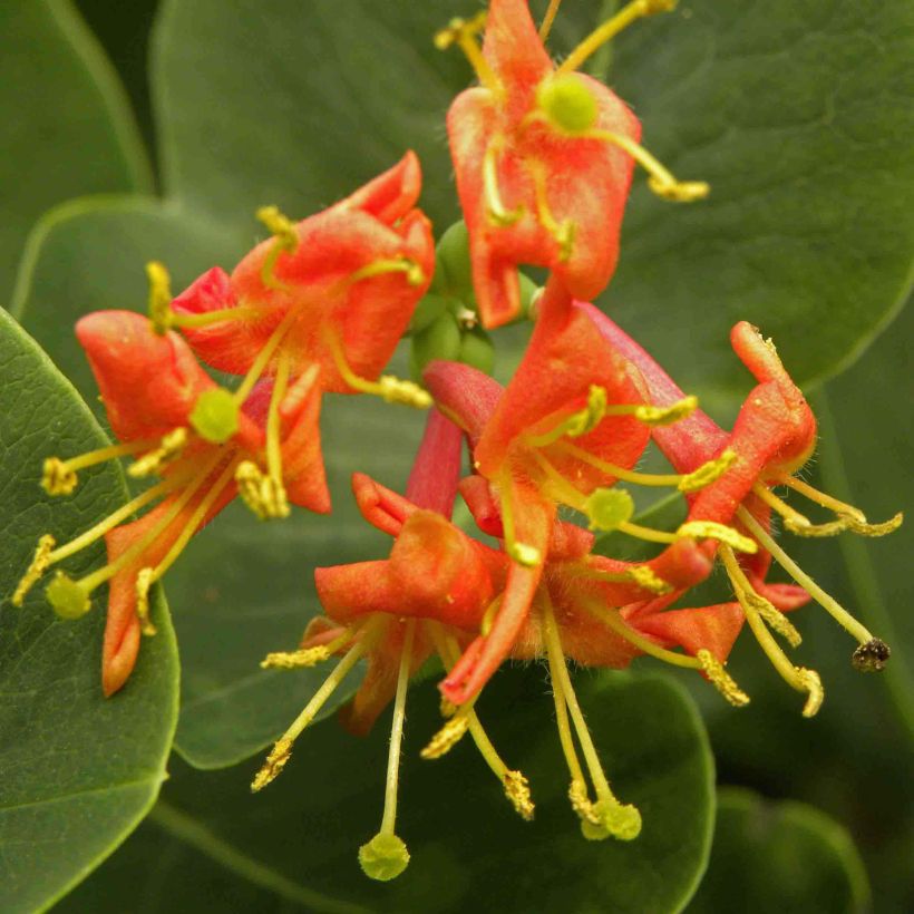 Lonicera heckrottii Firecracker - Madreselva (Floración)