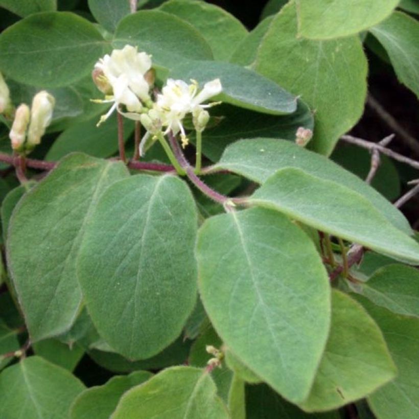 Lonicera xylosteum - Cerecillo de Europa (Follaje)