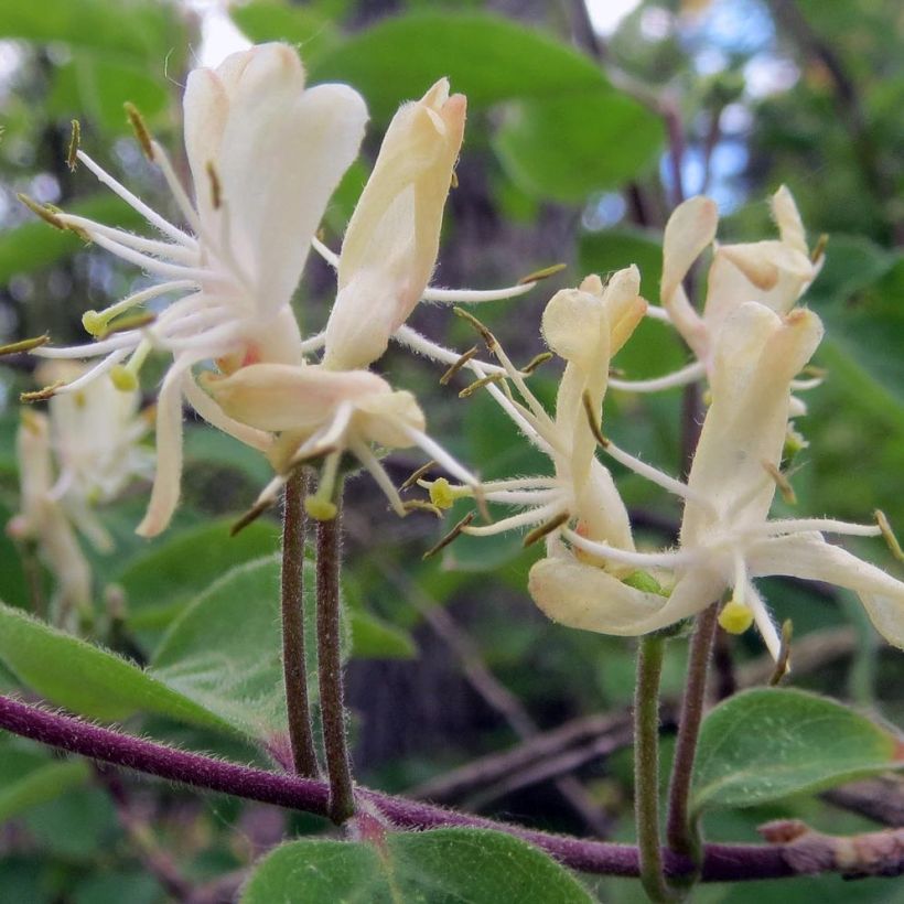 Lonicera xylosteum - Cerecillo de Europa (Floración)