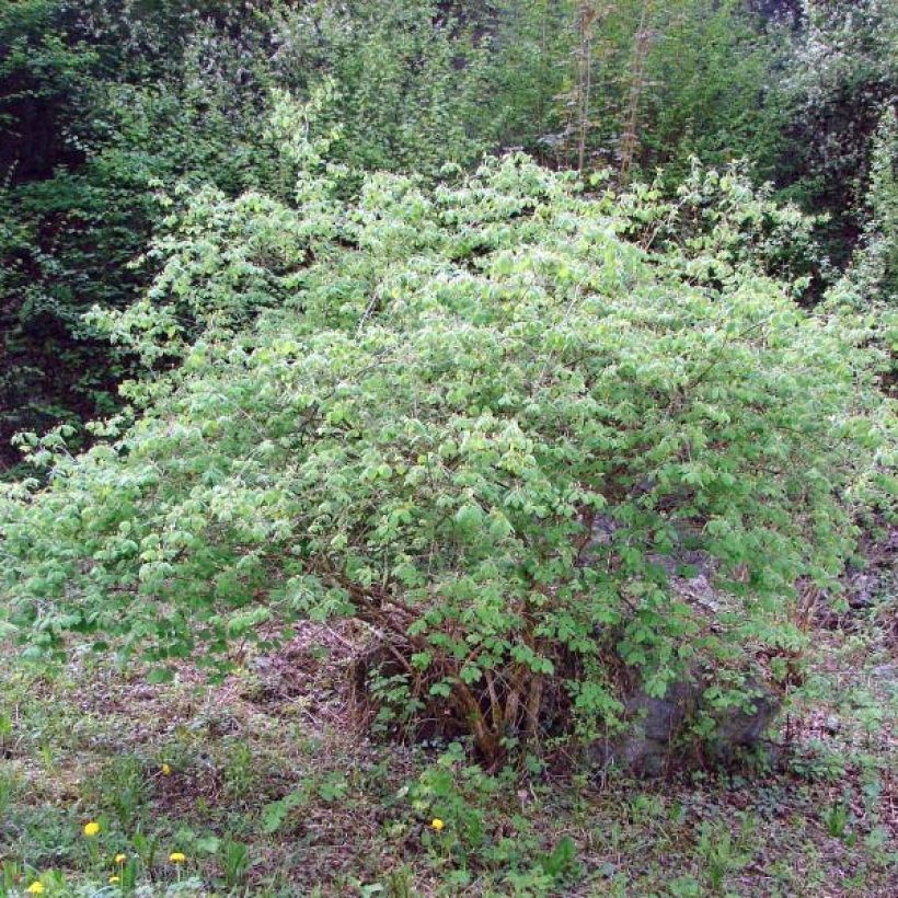 Lonicera xylosteum - Cerecillo de Europa (Porte)