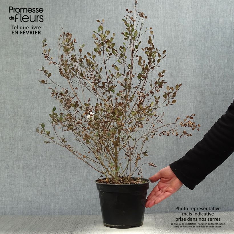 Lophomyrtus Red dragon  Pot de 4L Ejemplar entregado en invierno