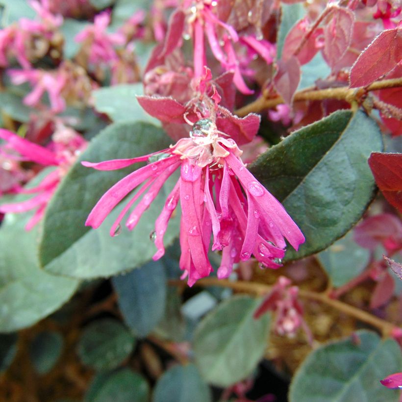 Loropetalum chinense Fire dance (Floración)