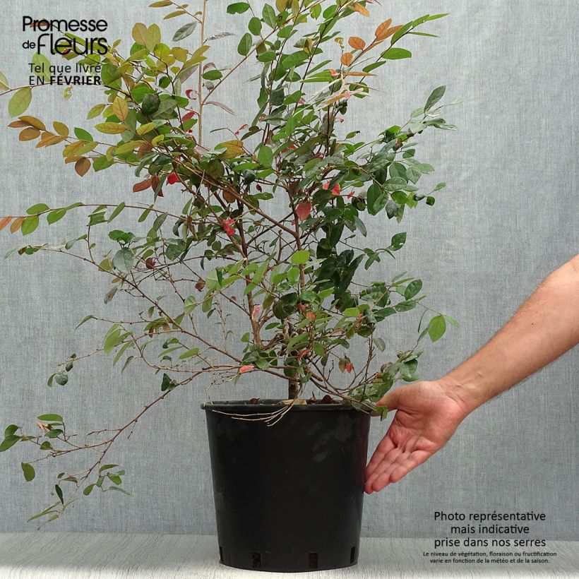 Ejemplar de Loropetalum Chinense Fire dance en pot de 7,5L/10L entregado en otoño