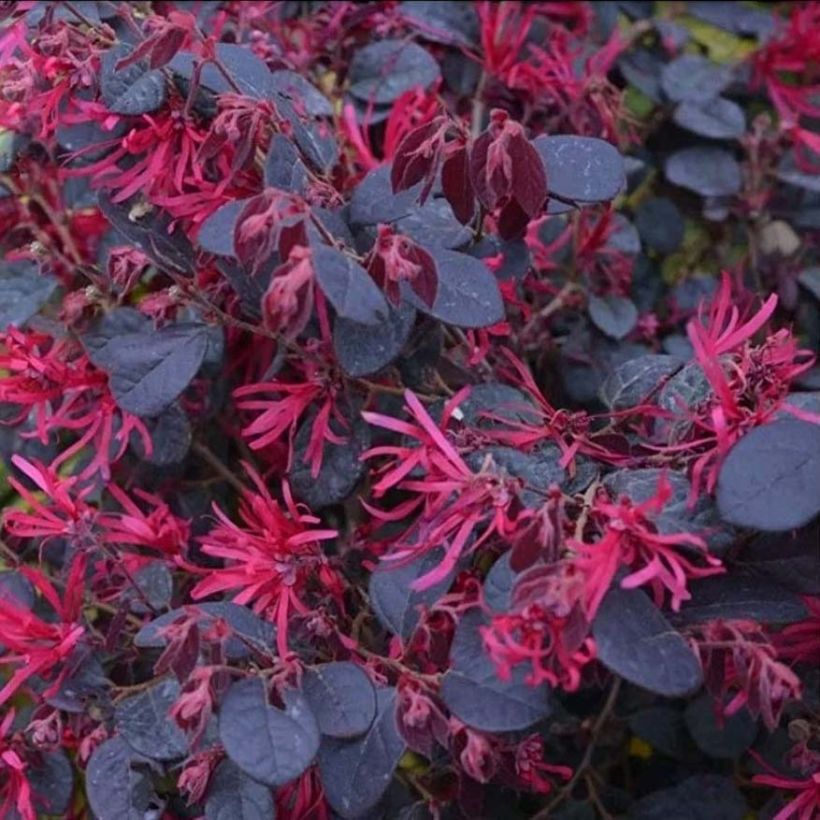 Loropetalum chinense Black Pearl (Floración)