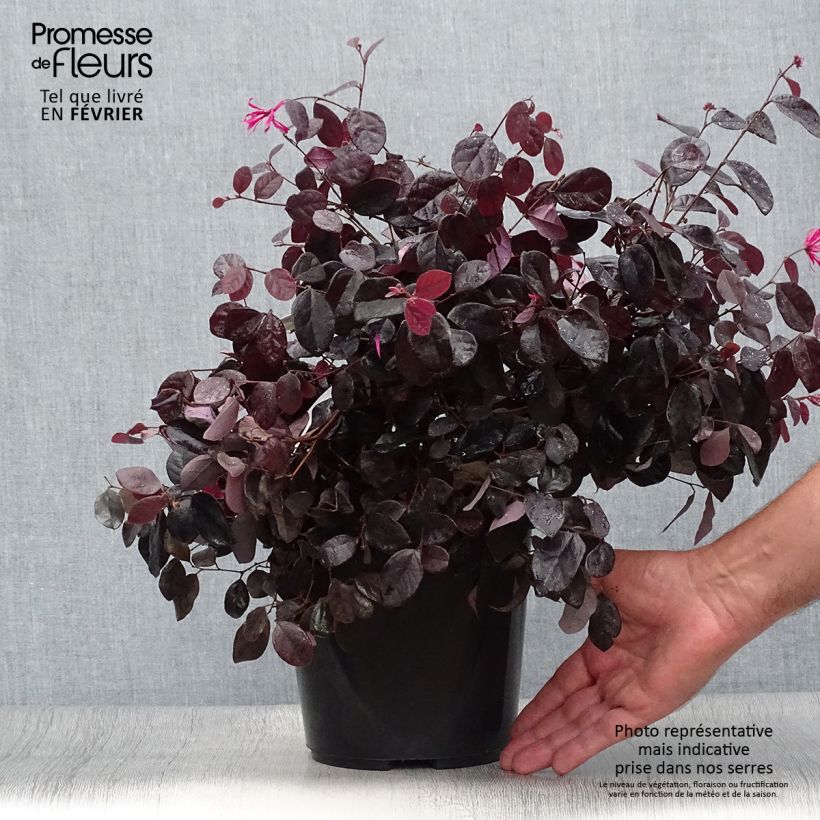 Ejemplar de Loropetalum chinense Black Pearl en pot de 1.5L/2L entregado en otoño