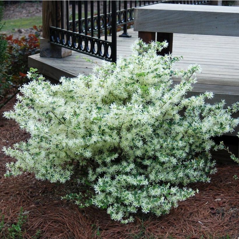 Loropetalum chinense Carolina Moonlight (Porte)