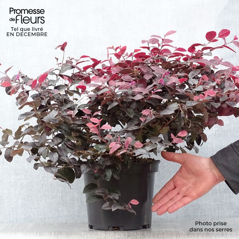 Loropetalum chinense Ever Red Pot de 3L/4L Ejemplar entregado en invierno