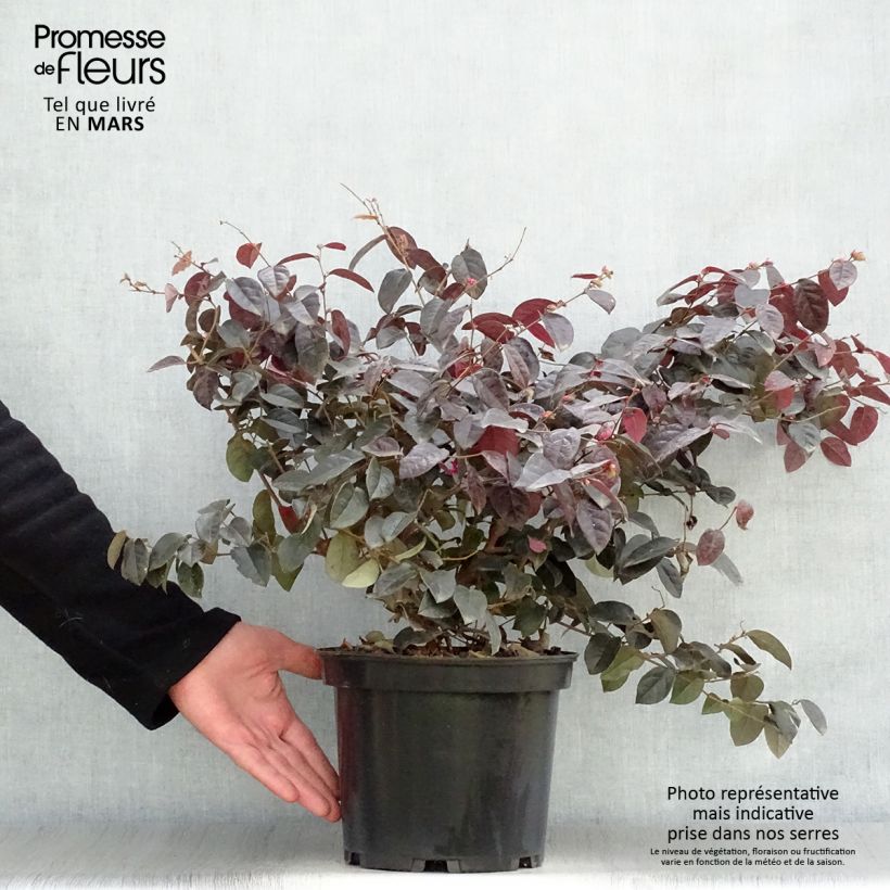 Loropetalum chinense Ever Red Pot de 3L/4L Ejemplar entregado en la primavera