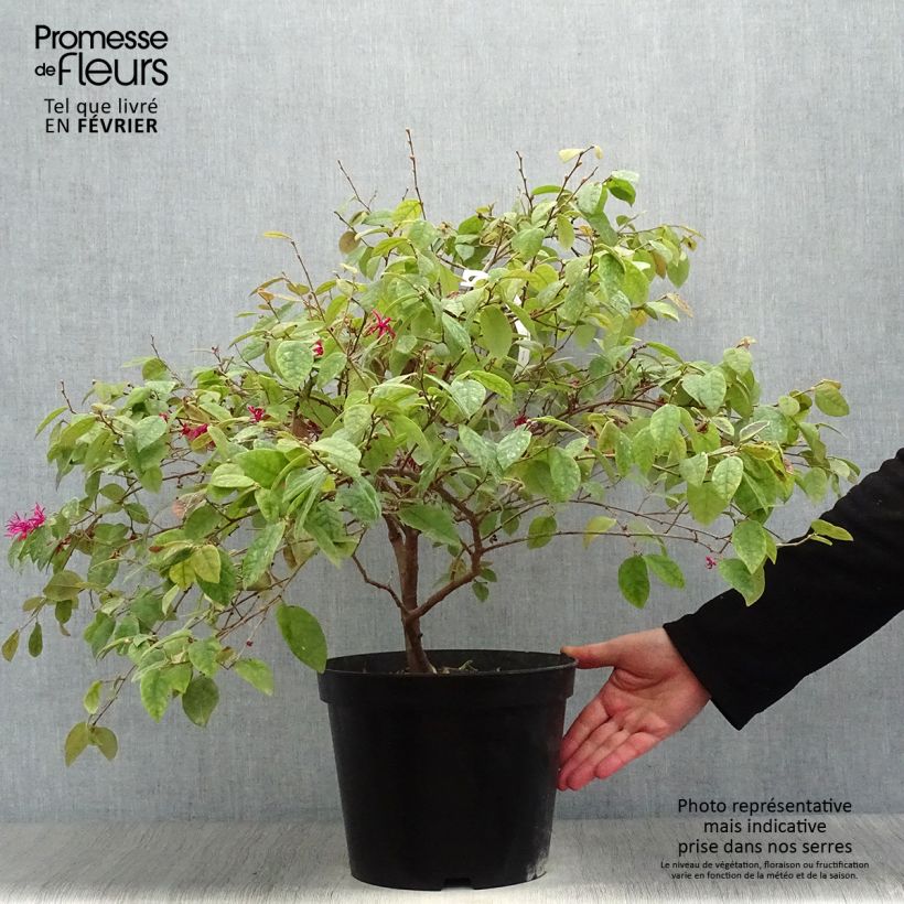 Loropetalum chinense Ming Dynasty Pot de 6L Ejemplar entregado en invierno