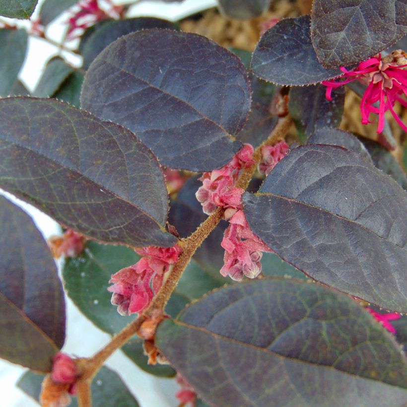 Loropetalum chinense Pipa's Red (Follaje)