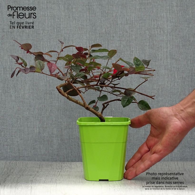 Ejemplar de Loropetalum chinense Plum Gorgeous Pot de 1L/1,5L entregado en otoño