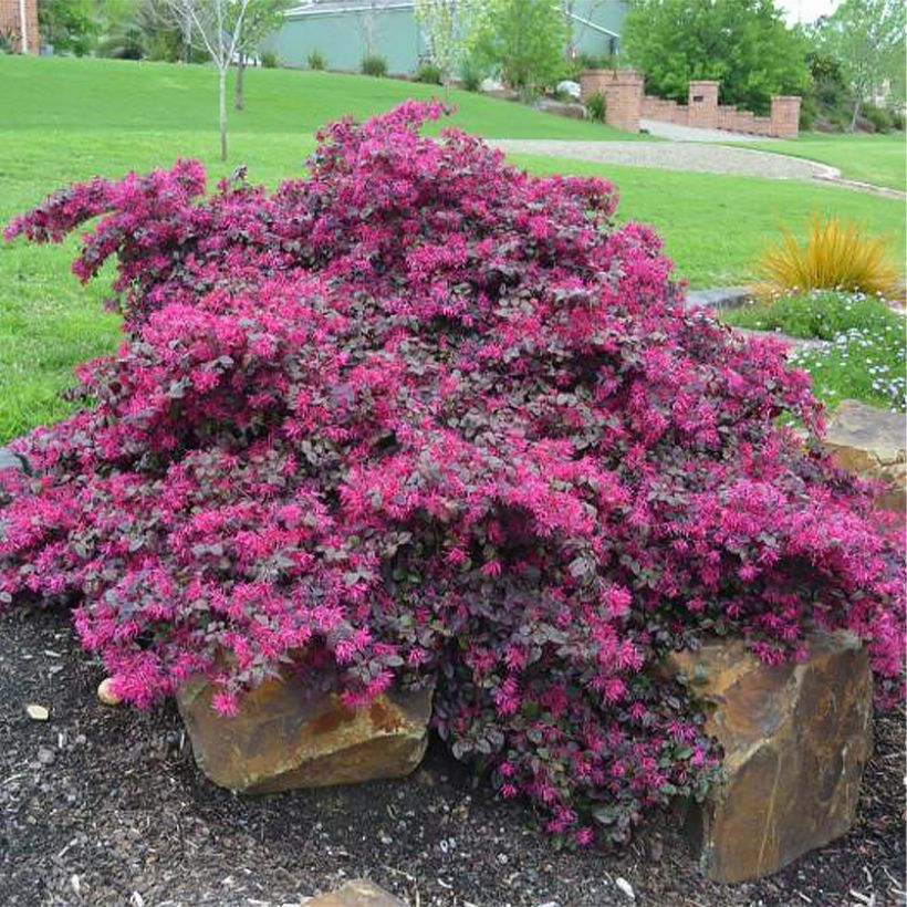 Loropetalum chinense Plum Gorgeous (Porte)