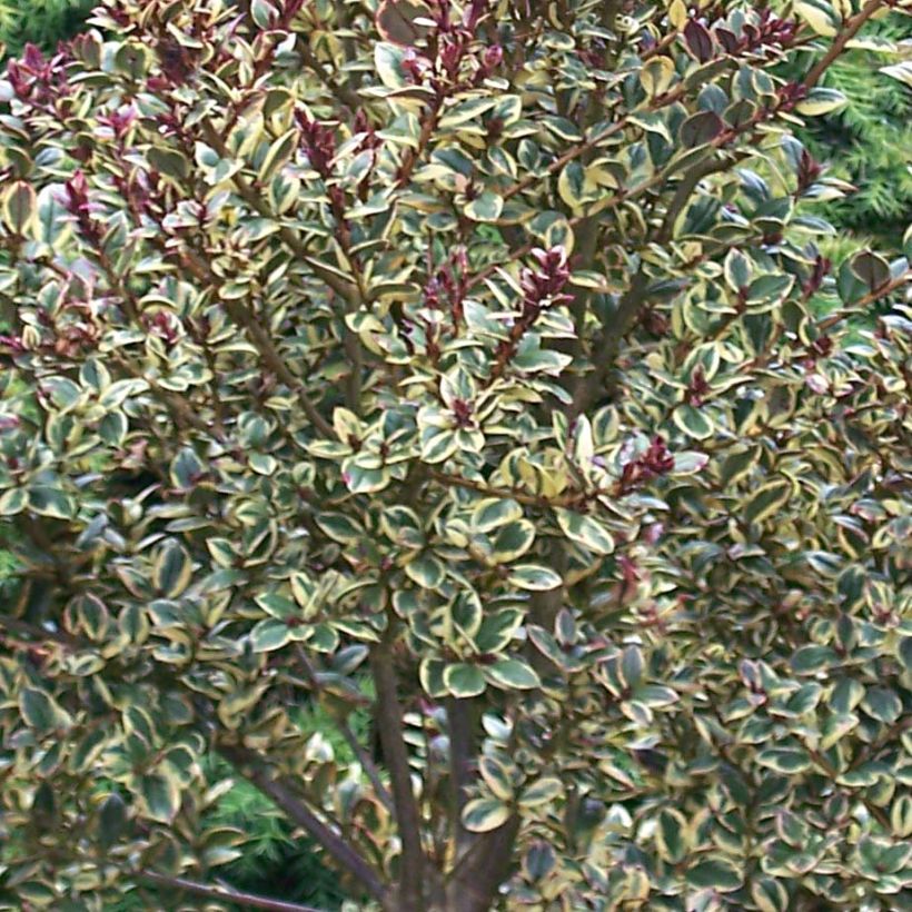 Luma apiculata Glanleam Gold - Arrayán (Follaje)