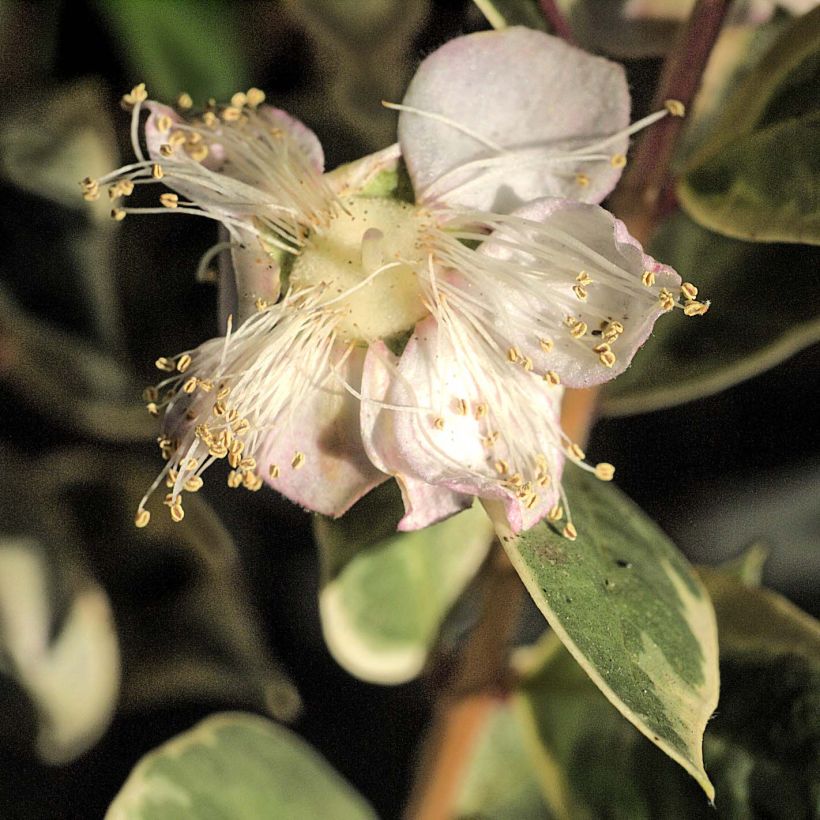 Luma apiculata Glanleam Gold - Arrayán (Floración)