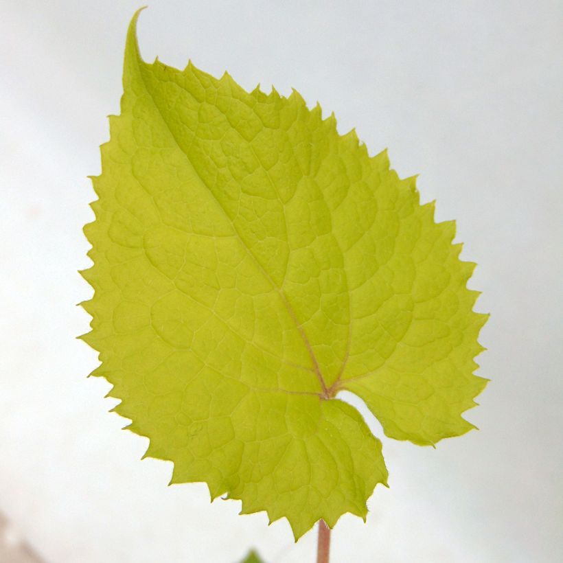 Lunaria rediviva - Lunaria perenne (Follaje)