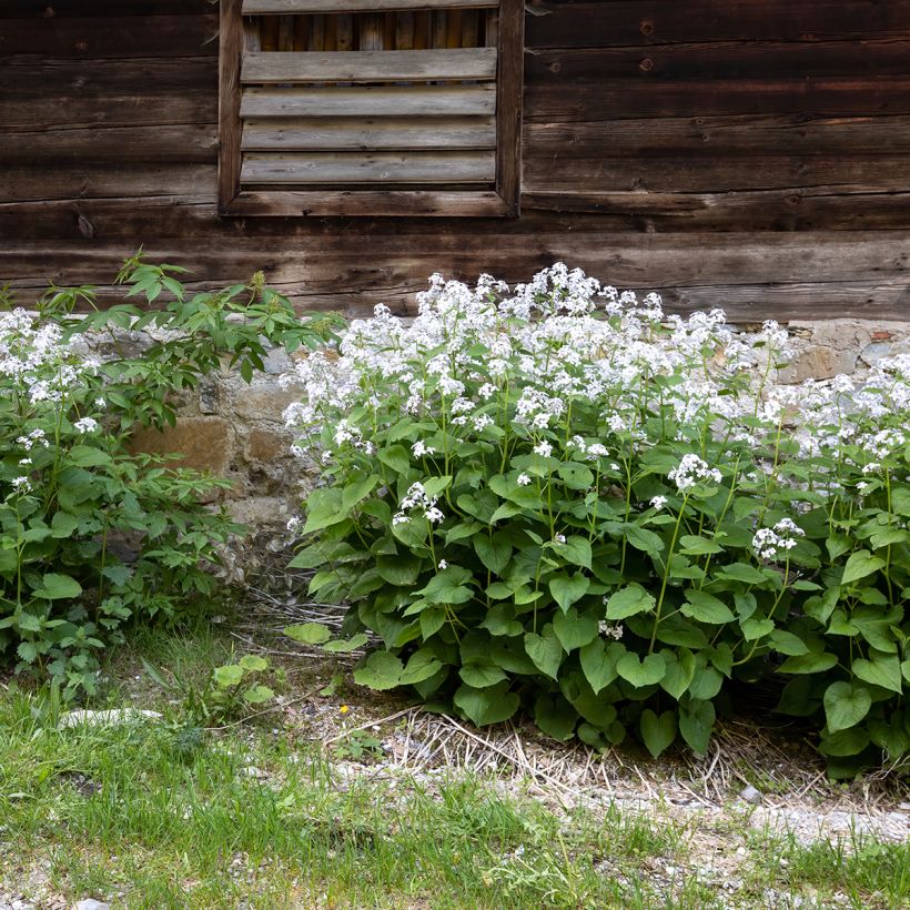 Lunaria rediviva - Lunaria perenne (Porte)