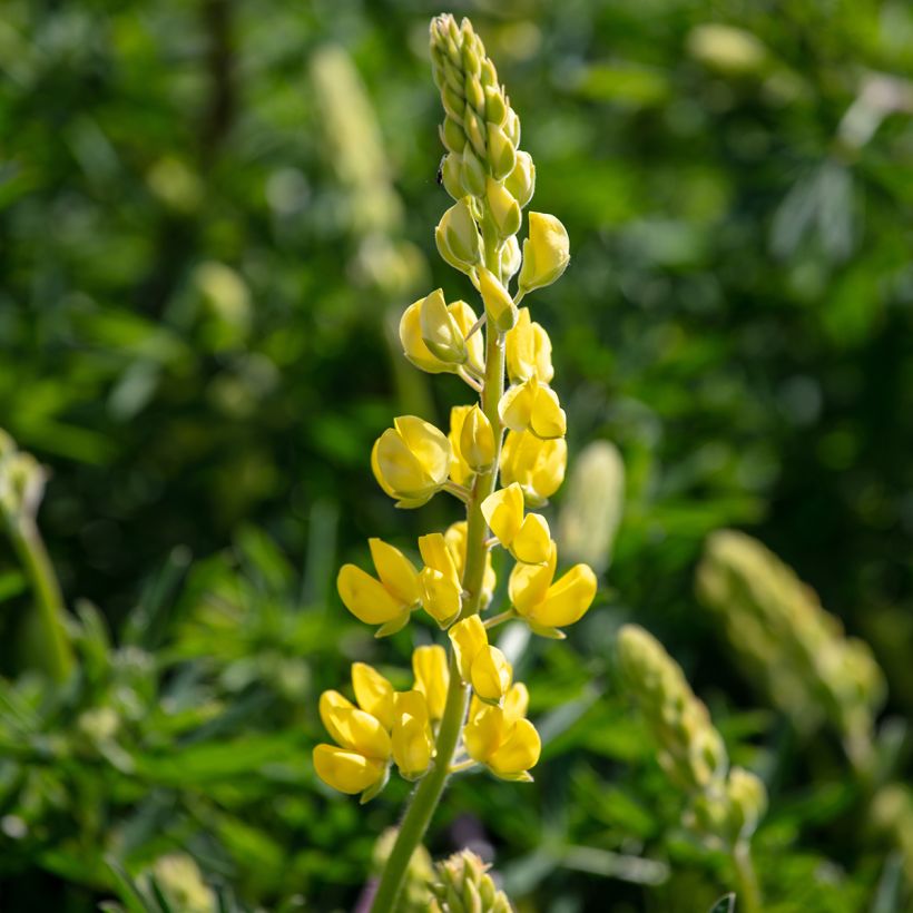 Lupinus arboreus - Altramuz (Floración)