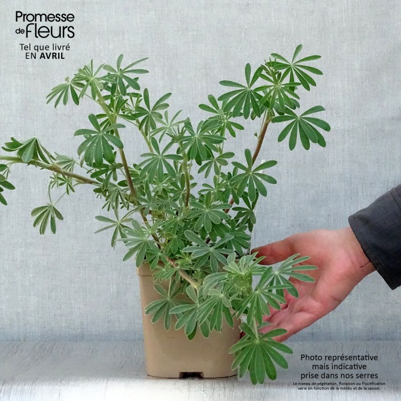 Lupin arboreus en pot de 2 litres Ejemplar entregado en la primavera