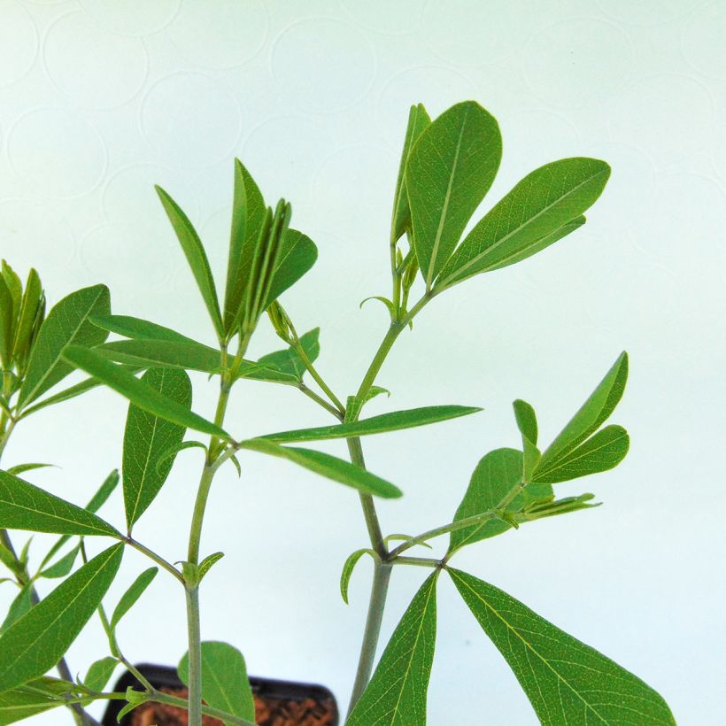 Baptisia Purple Smoke (Follaje)