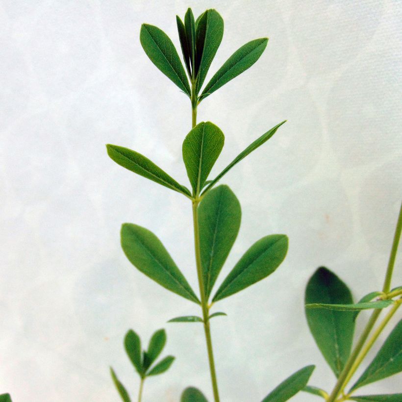 Baptisia australis Alba (Follaje)