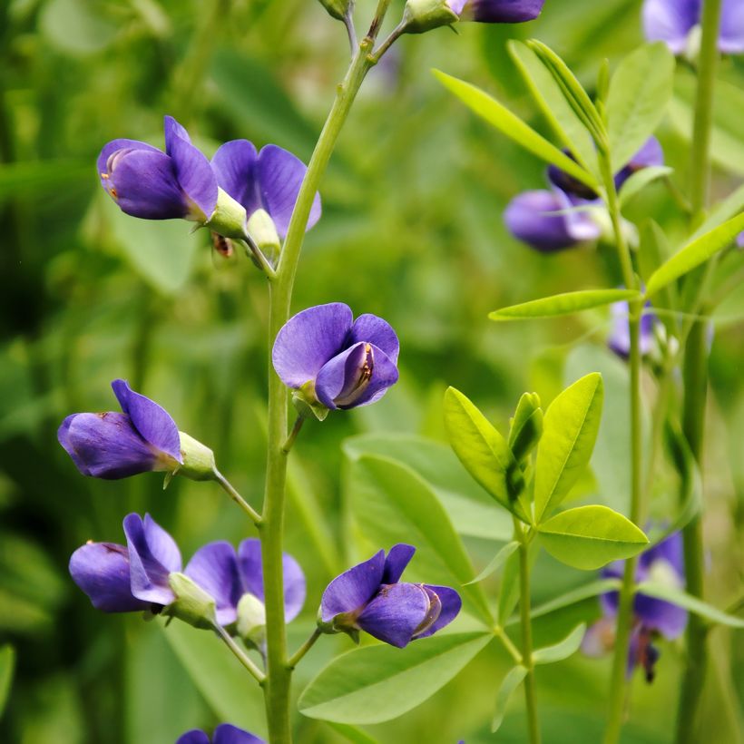 Baptisia australis - Índigo azul falso (Floración)