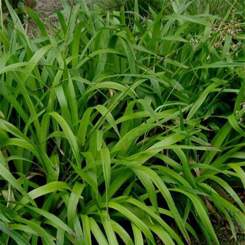 Luzula sylvatica - Lúzula del bosque (Follaje)