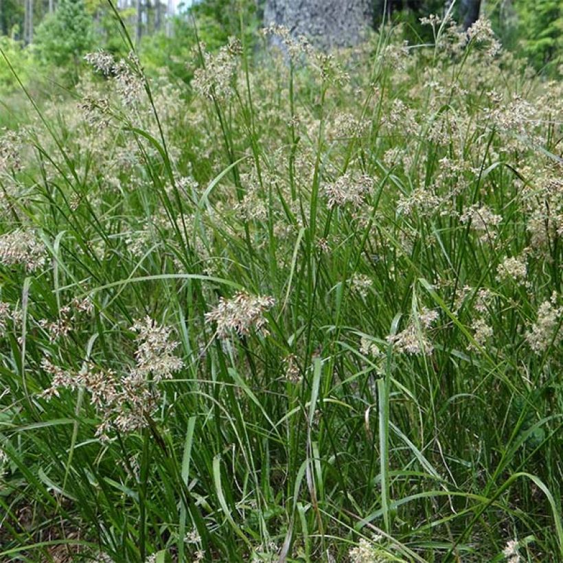 Luzula sylvatica - Lúzula del bosque (Floración)