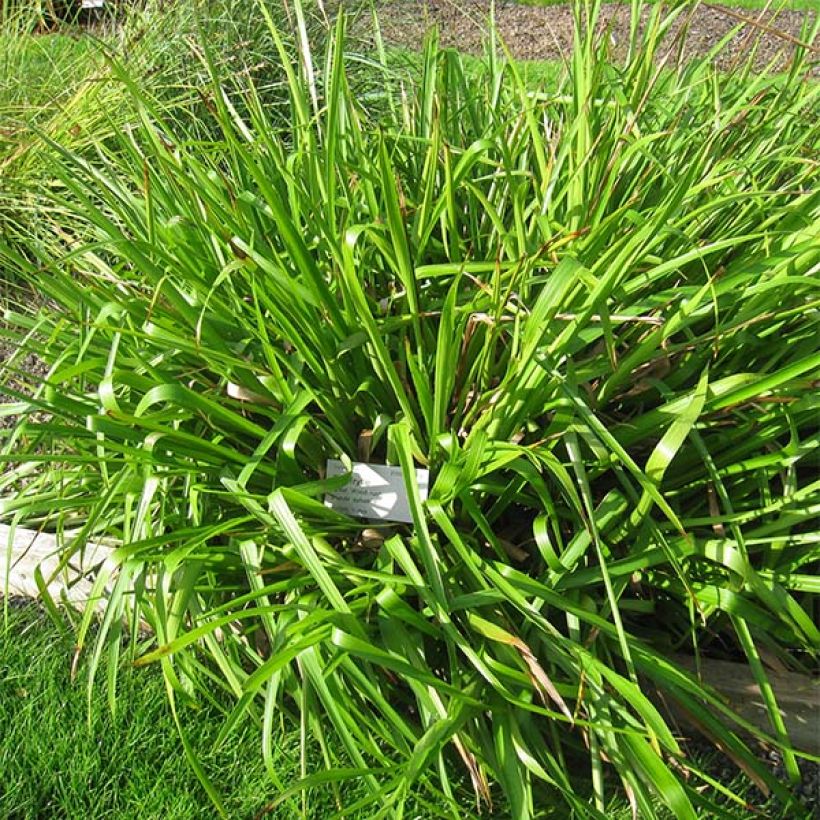 Luzula sylvatica - Lúzula del bosque (Porte)