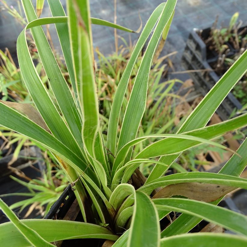 Luzula sylvatica Marginata - Lúzula del bosque (Follaje)