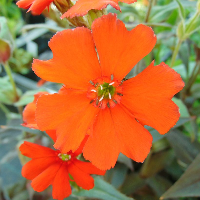 Lychnis arkwrightii Vesuvius (Floración)