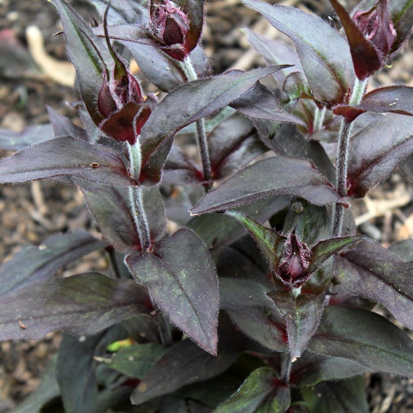 Lychnis arkwrightii Vesuvius (Follaje)