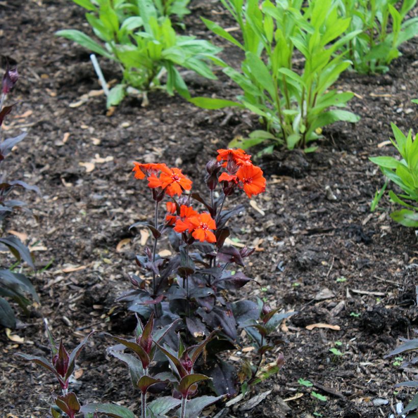 Lychnis arkwrightii Vesuvius (Porte)