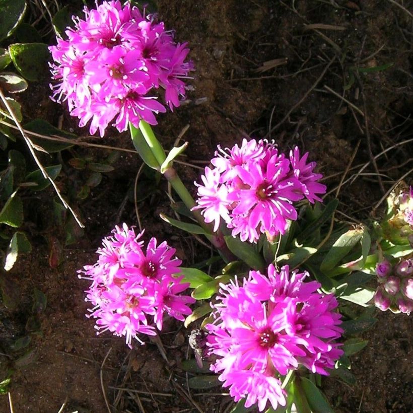 Lychnis alpina (Floración)