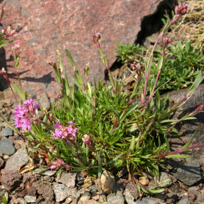 Lychnis alpina (Porte)