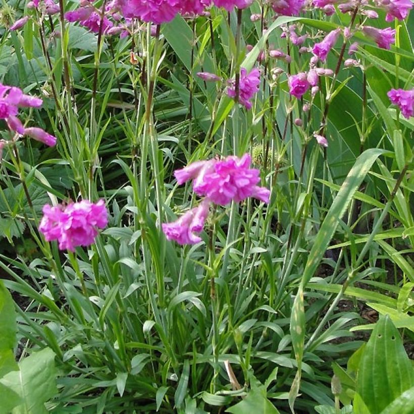 Lychnis alpina Rosea (Follaje)