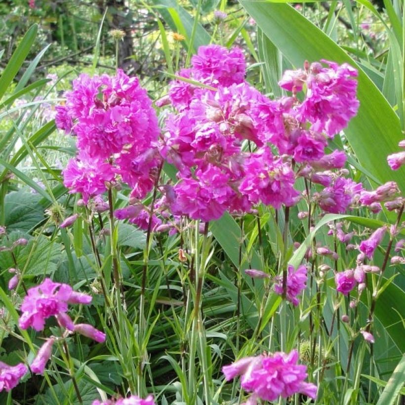 Lychnis alpina Rosea (Floración)