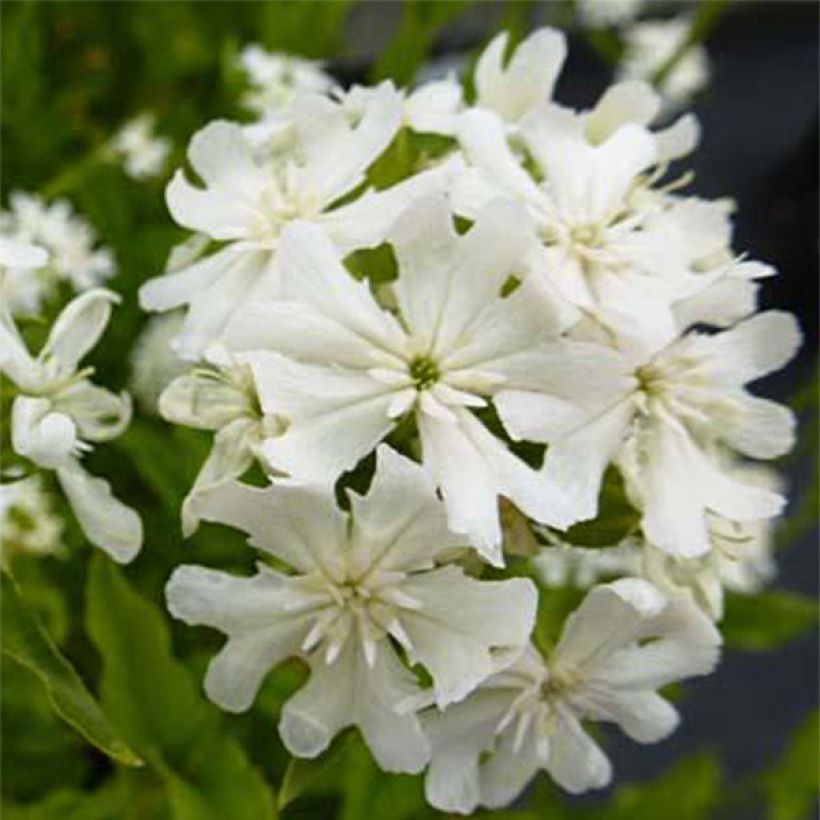 Lychnis chalcedonica Alba - Cruz de Malta (Floración)