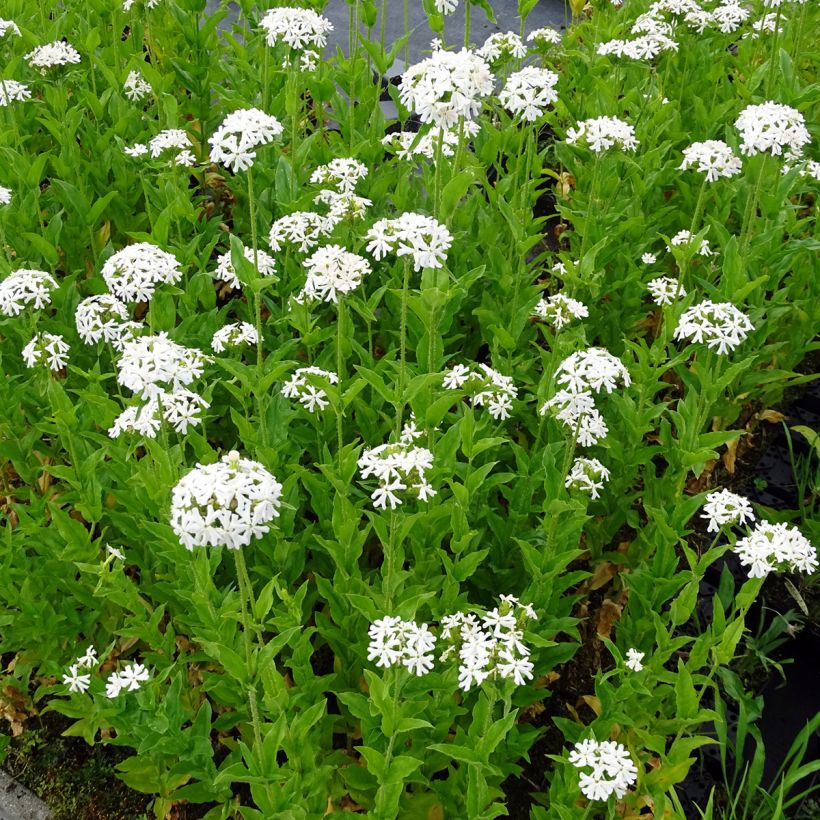 Lychnis chalcedonica Alba - Cruz de Malta (Porte)