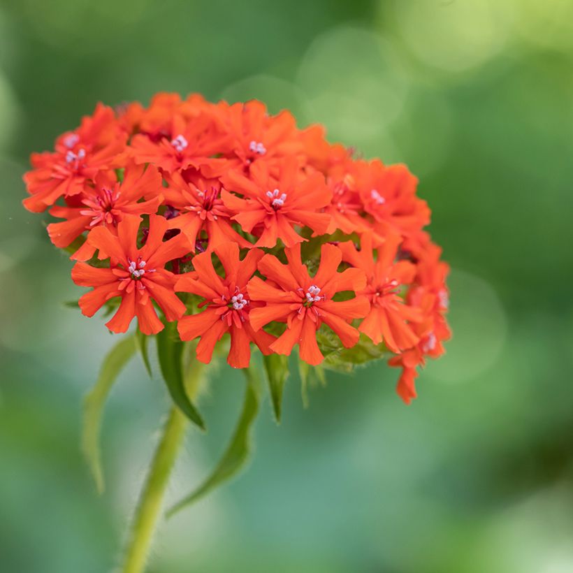 Lychnis chalcedonica Flore Pleno - Cruz de Malta (Floración)