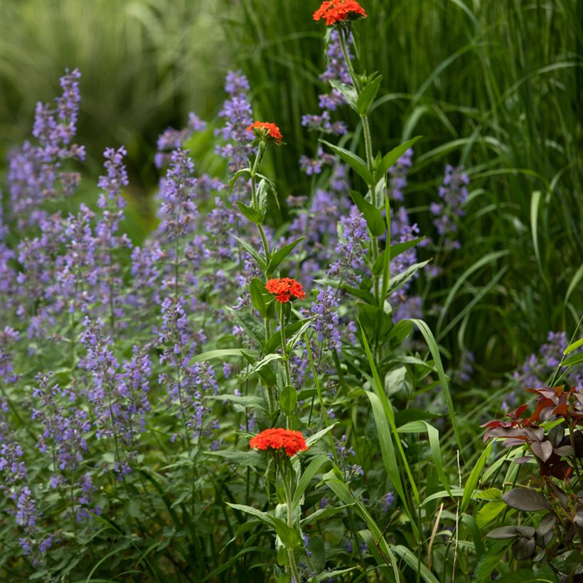 Lychnis chalcedonica Flore Pleno - Cruz de Malta (Porte)