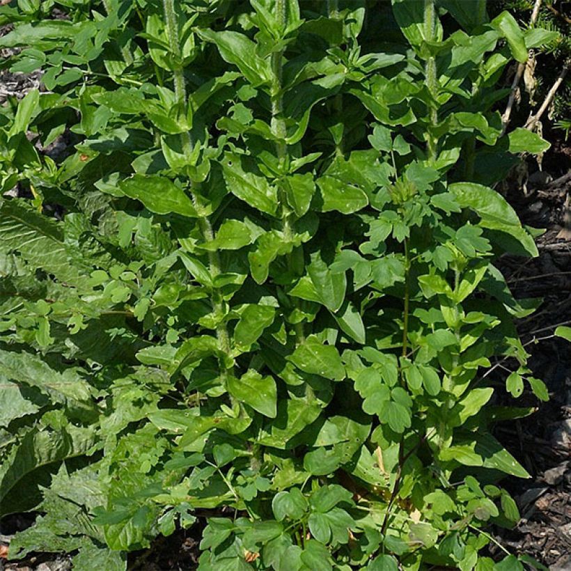 Lychnis chalcedonica Flore Pleno - Cruz de Malta (Follaje)