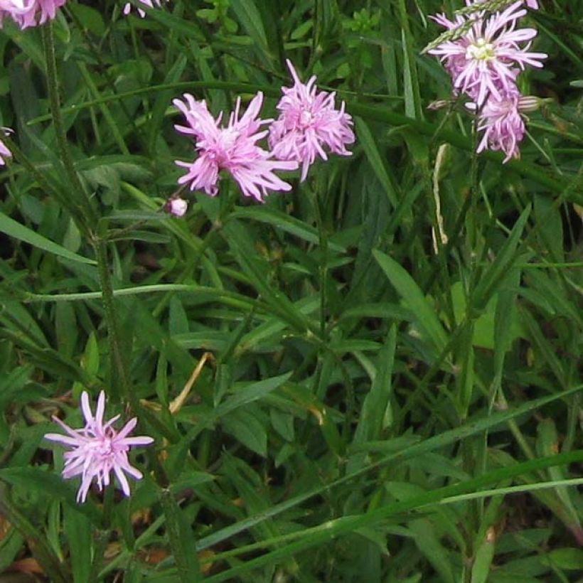 Lychnis flos-cuculi Jenny - Flor de cuclillo (Follaje)