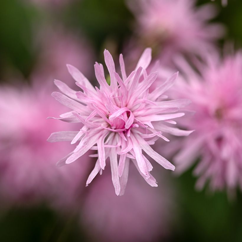 Lychnis flos-cuculi Jenny - Flor de cuclillo (Floración)