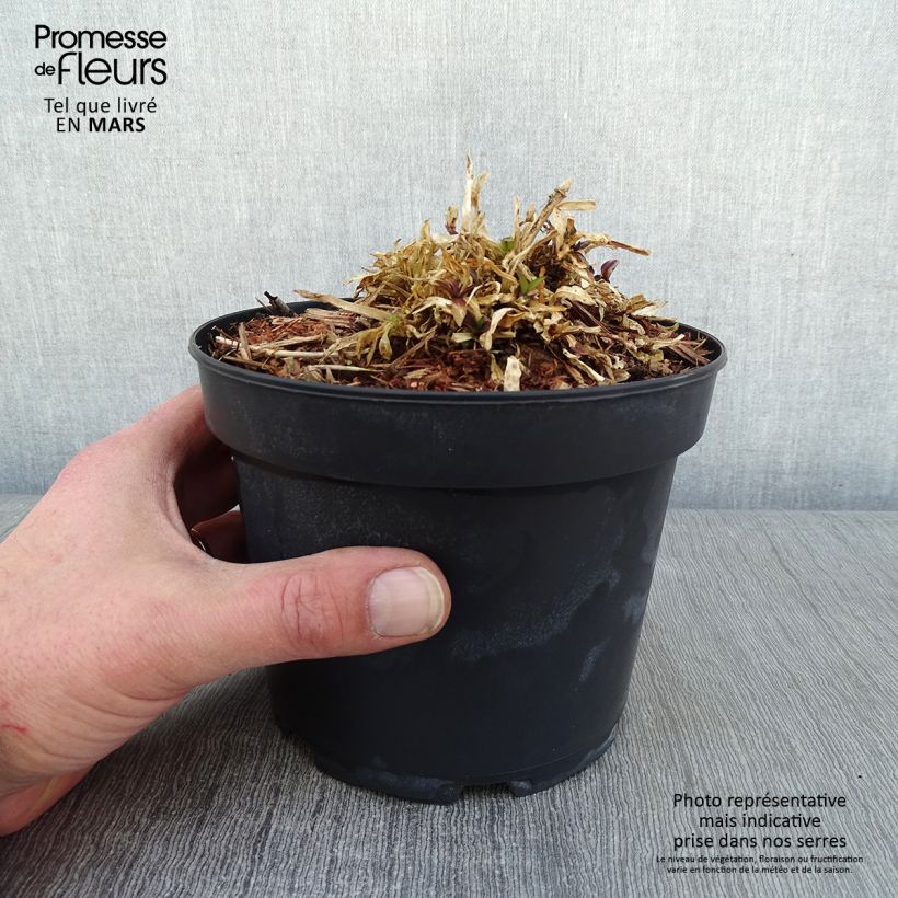 Lychnis flos cuculi Jenny - Oeillet des prés rose en pot de 2L/3L Ejemplar entregado en invierno