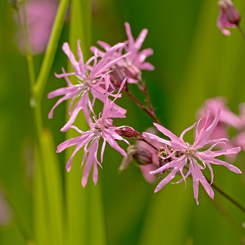 Lychnis flos-cuculi - Flor de cuclillo (Floración)