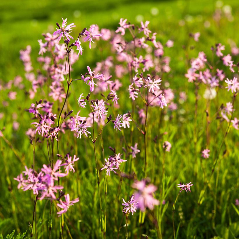 Lychnis flos-cuculi - Flor de cuclillo (Porte)