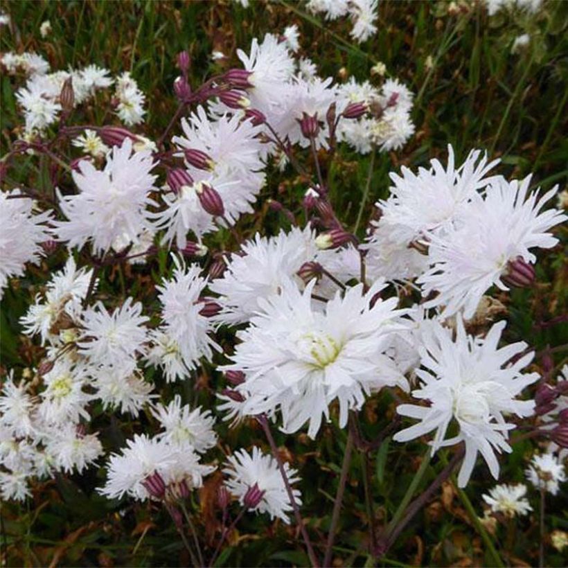 Lychnis flos-cuculi Petit Henri - Flor de cuclillo (Floración)