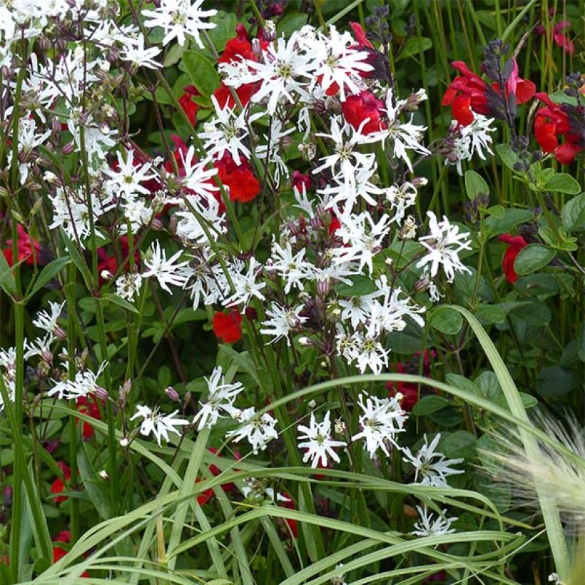 Lychnis flos-cuculi White Robin - Flor de cuclillo (Porte)