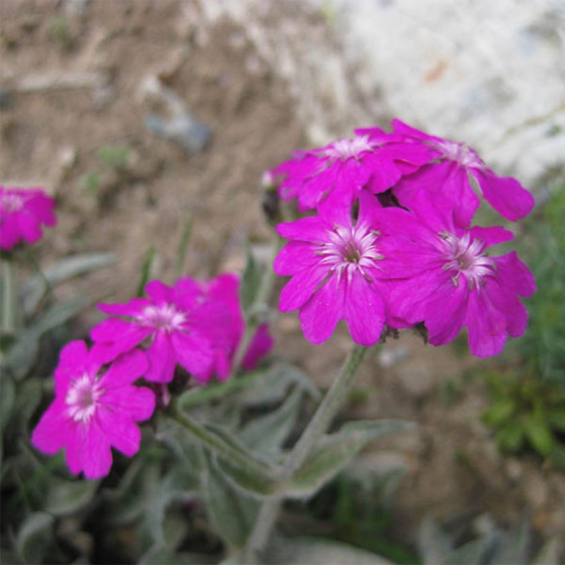 Lychnis flos-jovis Peggy (Floración)