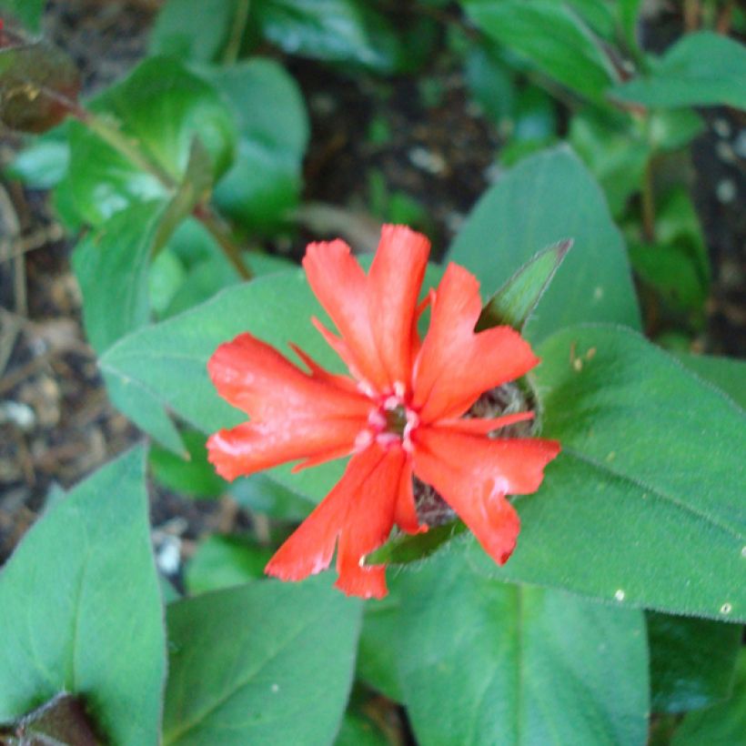 Lychnis haageana Molten Lava (Follaje)